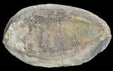 Triassic Fossil Fish In Nodule - Madagascar #53661-1